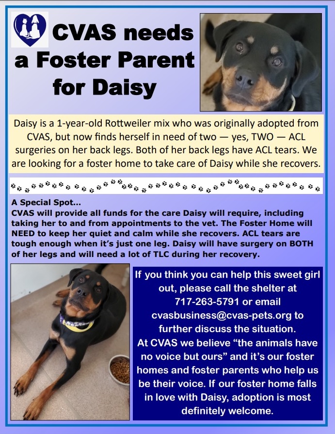foster for daisy